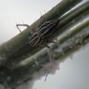 Oxyopes elegans at Mount Ainslie - 7 Dec 2023