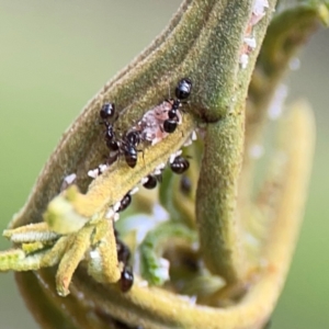 Monomorium sp. (genus) (A Monomorium ant) at Mount Ainslie by Hejor1