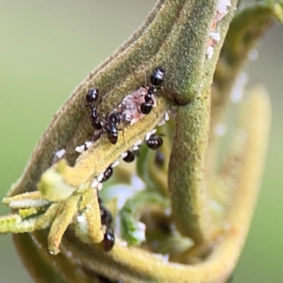 Monomorium sp. (genus) (A Monomorium ant) at Ainslie, ACT - 7 Dec 2023 by Hejor1