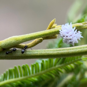 Monomorium sp. (genus) at Mount Ainslie - 7 Dec 2023