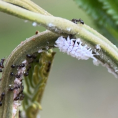 Monomorium sp. (genus) at Mount Ainslie - 7 Dec 2023