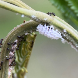 Monomorium sp. (genus) at Mount Ainslie - 7 Dec 2023