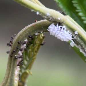 Cryptolaemus montrouzieri at Mount Ainslie - 7 Dec 2023