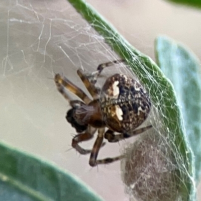 Araneus albotriangulus (White-triangle orb weaver) at Mount Ainslie - 7 Dec 2023 by Hejor1