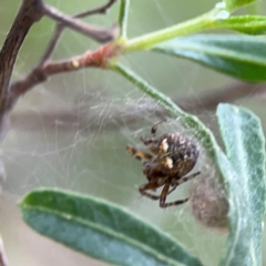 Araneus albotriangulus at Mount Ainslie - 7 Dec 2023