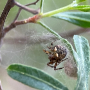 Araneus albotriangulus at Mount Ainslie - 7 Dec 2023