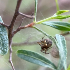 Araneus albotriangulus at Mount Ainslie - 7 Dec 2023