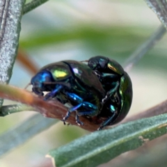 Callidemum hypochalceum (Hop-bush leaf beetle) at Mount Ainslie - 7 Dec 2023 by Hejor1