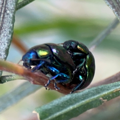 Callidemum hypochalceum (Hop-bush leaf beetle) at Ainslie, ACT - 7 Dec 2023 by Hejor1