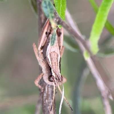 Phaulacridium vittatum (Wingless Grasshopper) at Mount Ainslie - 7 Dec 2023 by Hejor1
