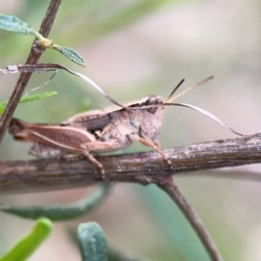 Phaulacridium vittatum at Mount Ainslie - 7 Dec 2023