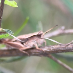 Phaulacridium vittatum at Mount Ainslie - 7 Dec 2023 04:01 PM