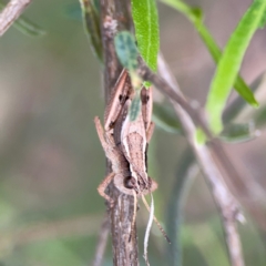 Phaulacridium vittatum at Mount Ainslie - 7 Dec 2023