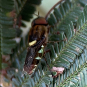 Odontomyia hunteri at Mount Ainslie - 7 Dec 2023