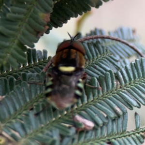 Odontomyia hunteri at Mount Ainslie - 7 Dec 2023