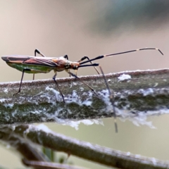 Rayieria acaciae (Acacia-spotting bug) at Ainslie, ACT - 7 Dec 2023 by Hejor1