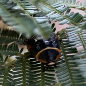 Ellipsidion australe at Mount Ainslie - 7 Dec 2023