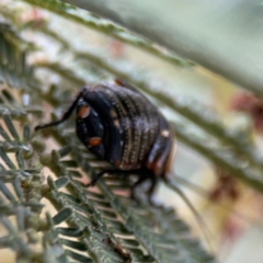 Ellipsidion australe at Mount Ainslie - 7 Dec 2023