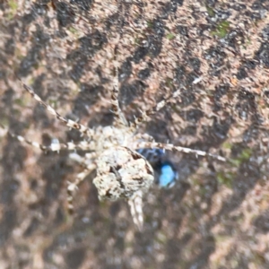 Tamopsis sp. (genus) at Mount Ainslie - 7 Dec 2023