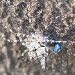 Tamopsis sp. (genus) at Mount Ainslie - 7 Dec 2023