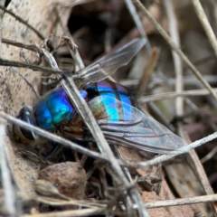 Chrysomya sp. (genus) (A green/blue blowfly) at Downer, ACT - 7 Dec 2023 by Hejor1