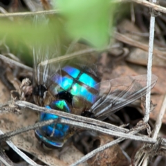 Chrysomya sp. (genus) at Mount Ainslie - 7 Dec 2023 03:55 PM