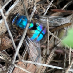 Chrysomya sp. (genus) at Mount Ainslie - 7 Dec 2023