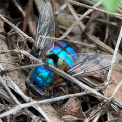 Chrysomya sp. (genus) at Mount Ainslie - 7 Dec 2023 03:55 PM