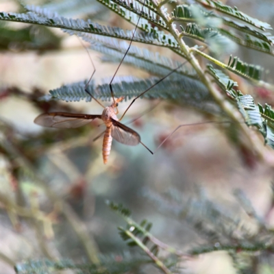 Leptotarsus (Macromastix) costalis (Common Brown Crane Fly) at Ainslie, ACT - 7 Dec 2023 by Hejor1