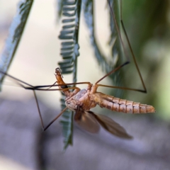 Leptotarsus (Macromastix) costalis at Mount Ainslie - 7 Dec 2023