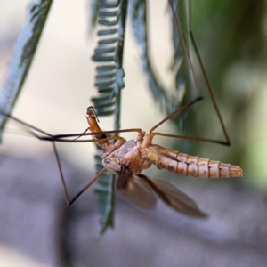 Leptotarsus (Macromastix) costalis at Mount Ainslie - 7 Dec 2023