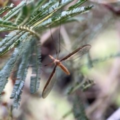 Leptotarsus (Macromastix) costalis at Mount Ainslie - 7 Dec 2023