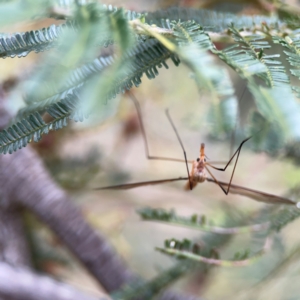 Leptotarsus (Macromastix) costalis at Mount Ainslie - 7 Dec 2023