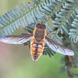 Trichophthalma punctata at Mount Ainslie - 7 Dec 2023