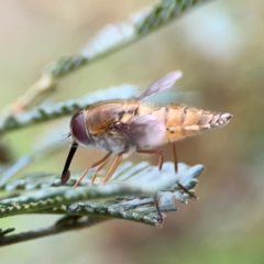 Trichophthalma punctata at Mount Ainslie - 7 Dec 2023