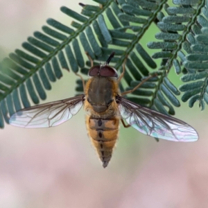 Trichophthalma punctata at Mount Ainslie - 7 Dec 2023