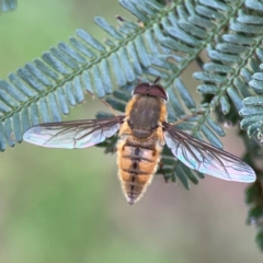 Trichophthalma punctata at Mount Ainslie - 7 Dec 2023