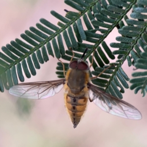 Trichophthalma punctata at Mount Ainslie - 7 Dec 2023