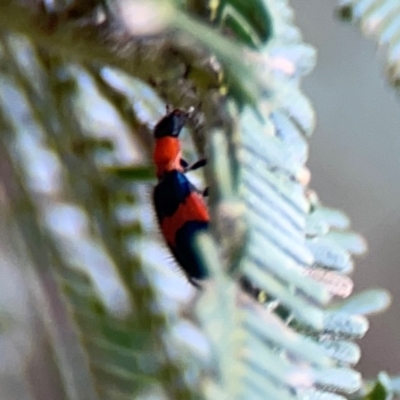 Dicranolaius cinctus (Notched-leg Red & Blue Flower Beetle) at Mount Ainslie - 7 Dec 2023 by Hejor1