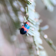 Dicranolaius sp. at Mount Ainslie - 7 Dec 2023