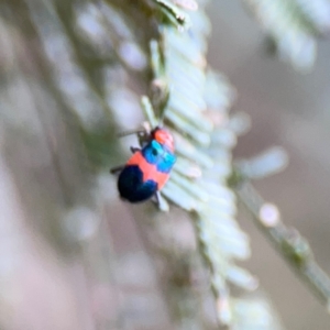 Dicranolaius sp. at Mount Ainslie - 7 Dec 2023