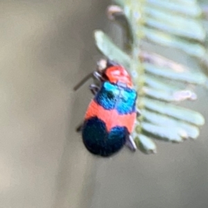 Dicranolaius sp. at Mount Ainslie - 7 Dec 2023