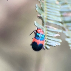 Dicranolaius sp. at Mount Ainslie - 7 Dec 2023