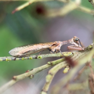 Mantispidae (family) at Mount Ainslie - 7 Dec 2023