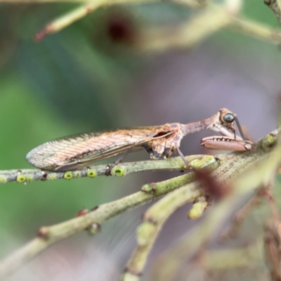 Mantispidae (family) (Unidentified mantisfly) at Ainslie, ACT - 7 Dec 2023 by Hejor1