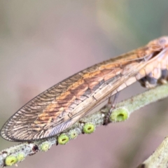 Mantispidae (family) at Mount Ainslie - 7 Dec 2023