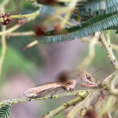 Mantispidae (family) at Mount Ainslie - 7 Dec 2023