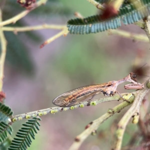 Mantispidae (family) at Mount Ainslie - 7 Dec 2023