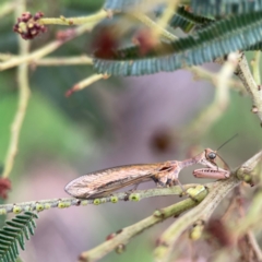 Mantispidae (family) at Mount Ainslie - 7 Dec 2023