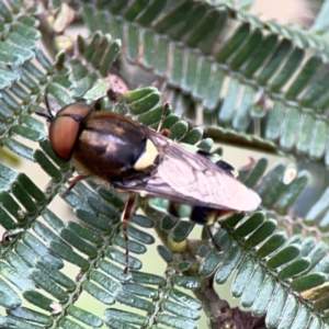 Odontomyia hunteri at Mount Ainslie - 7 Dec 2023